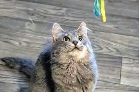 Lost Gray Fluffy Cat on Oakwoo...