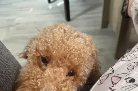 Lost pets Hialeah, photo: Lost Mini Doodle Bailey in Hialeah