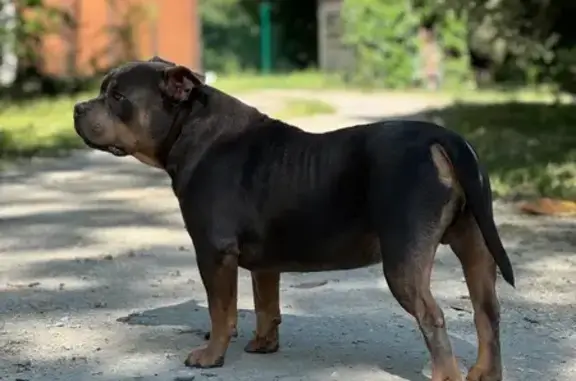 Chien perdu Carpentras, photo : Chien perdu : Mako, American Bully, Carpentras