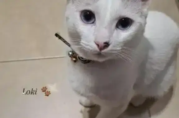 ¡Ayuda a encontrar a nuestra gata perdida!