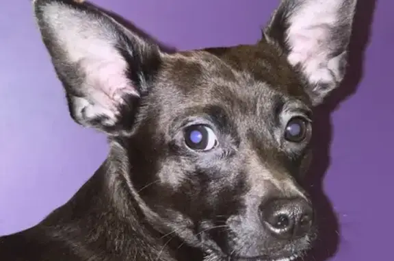 Missing: Small Black Chihuahua Mix
