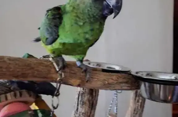 Lost Jardine Parrot: Rio on Jones St