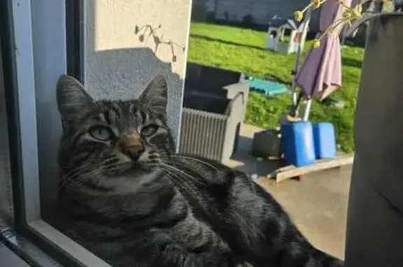 Chien trouvé , photo: Chien trouvé, chat non pucé à Plessé