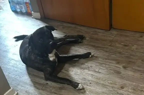 Missing dog Mississippi State, photo: Lost Timid Dog in Raymond, MS: Help!