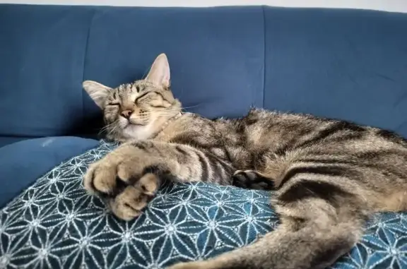 Animaux perdus Vay, photo: Chatte perdue à Vay, Passage du Pressoir