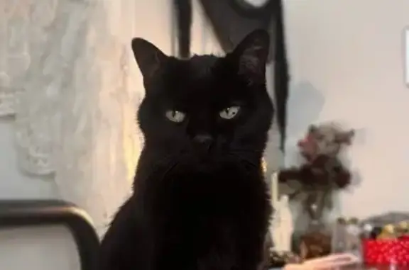 Lost Black Cat: Green Eyes, La...