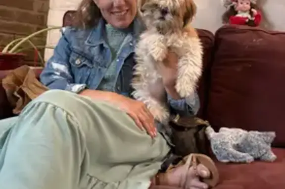 Lost Shih Tzu Service Dog in Tucson