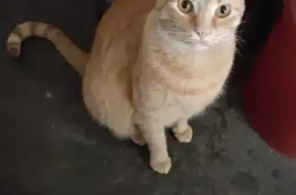 Animales perdidos Ciudad Nezahualcoyotl, foto: ¡Ayuda! Gata Naranja Perdida en Neza