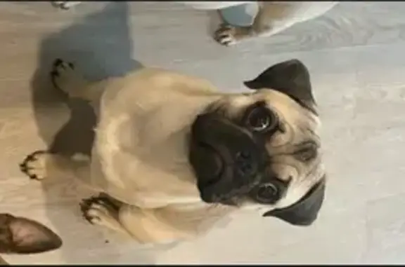 Lost pets San Antonio, photo: Lost Dog in San Antonio: Help Needed