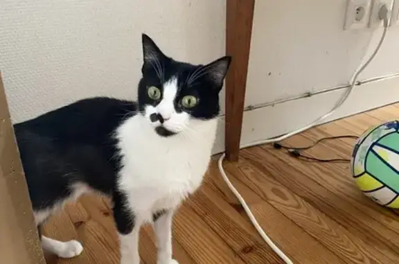 Chatte perdue à Libourne : Zelda - photo