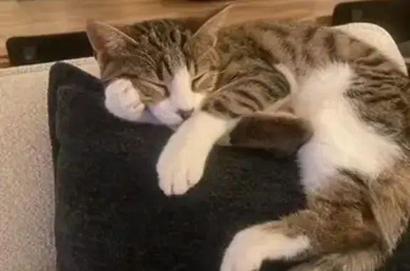 Chatte perdue, pucée, cicatrice ventre - photo
