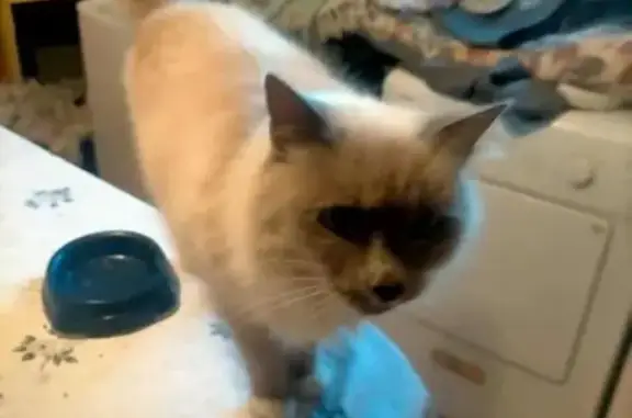 Chat perdu, , photo: Chatte beige perdue, yeux bleus, Le Bez