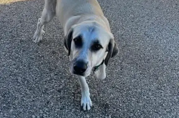 Perro encontrado Alhaurin el Grande, foto: Mastín encontrado en Alhaurín el Grande