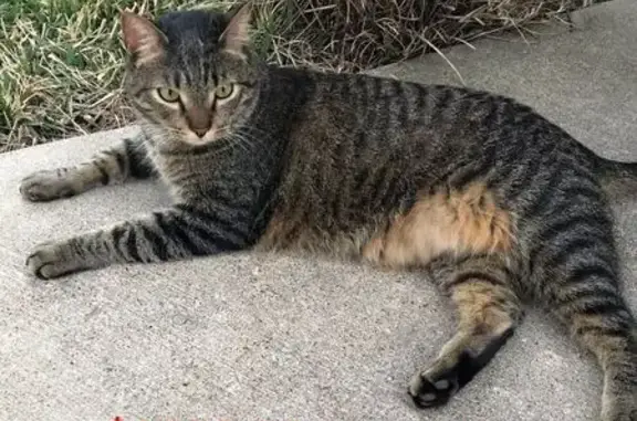 $1000 Reward: Lost Tabby on Willow Oak
