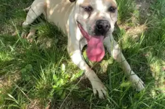 Chien beige clair perdu, Furia, mâle sociable - photo