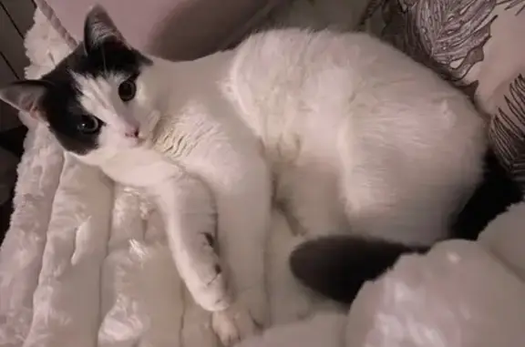 Chat perdue blanche et grise à Moulins - photo