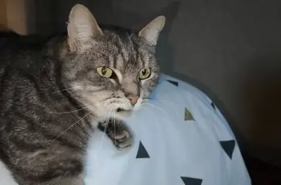 Animaux perdus Bourges, photo: Chat perdu, traits noirs/gris, blessure bouche