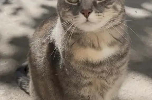 Lost: Grey Tabby Cat, Stockholm St, NY