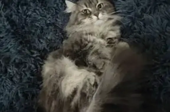 Chat gris perdu, poil mi-long, rue Mozart - photo