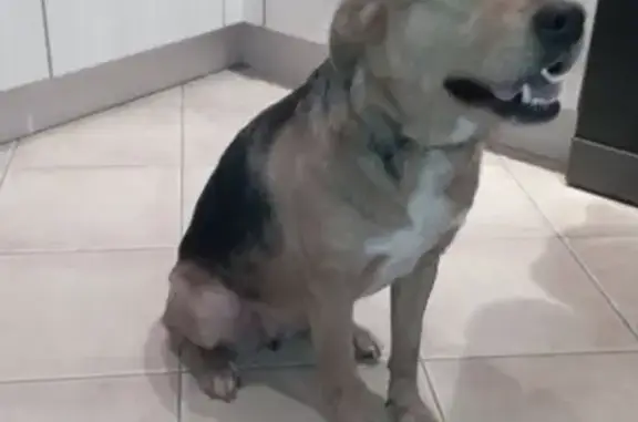 Animaux trouvés , photo: Chien trouvé au foirail de Châteaubriant