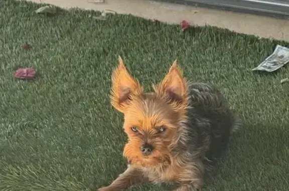 Lost pets Peoria, photo: Lost Yorkie on West Alice Ave - Help!