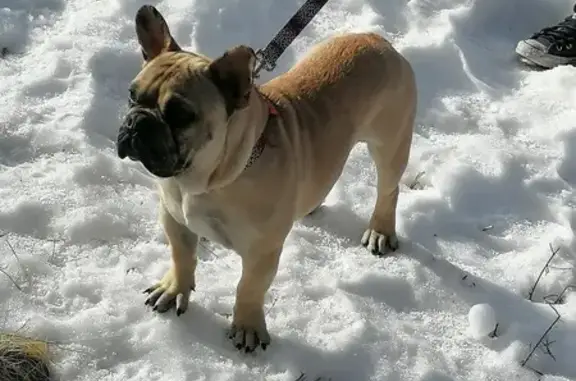 Lost Dog: Brown Fur, Green Collar, Tucson