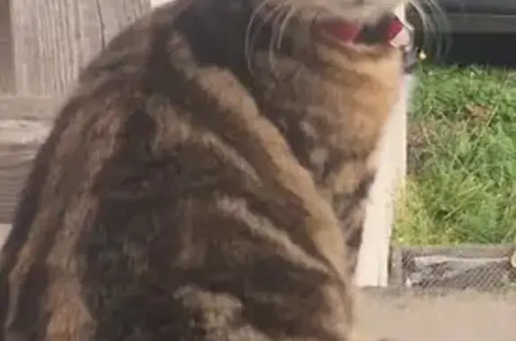 Chat trouvé , photo: Chat mâle trouvé, collier rouge, Peschadoires