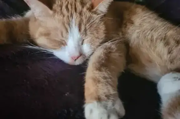 Animaux perdus , photo: Chat roux et blanc perdu, route de Dole