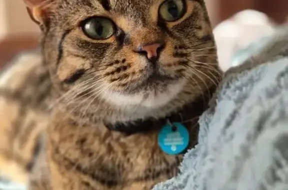 Lost Tabby Cat: Black Collar, 3 Teeth