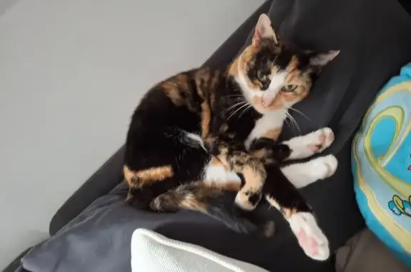 Chatte écaille de tortue perdue à Aulnoy - photo