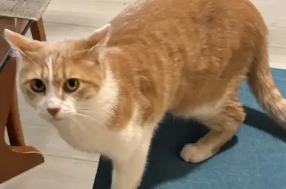 ¡Ayuda a Encontrar a Nuestro Gatito Perdido!