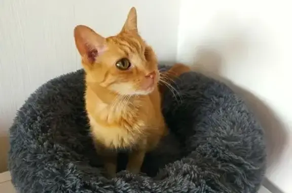 Chat roux âgé de 15 ans perdu - photo