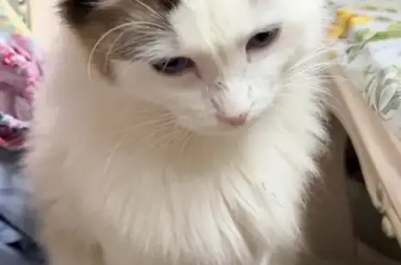 Lost Friendly Cat in Wanneroo: Help Find Him!