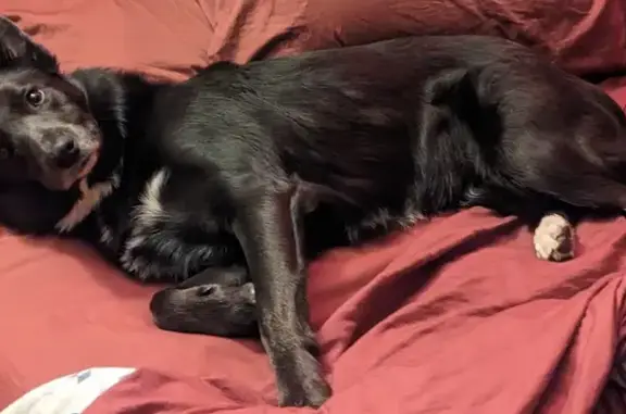 Lost Dog: Dark Grey, White Patches, Gosnells