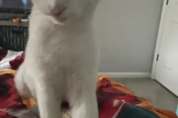 Lost Cat: White Body, Colored Ears