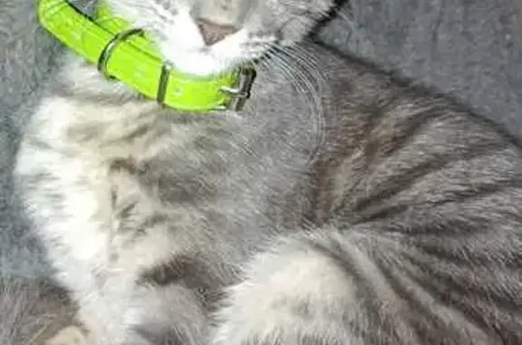 Gatos perdidos, Hermosillo, foto: Gato Gris Perdido con Collar Verde en Hermosillo