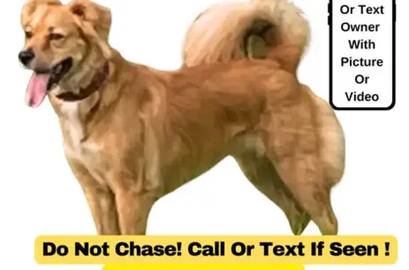 Lost: Fearful Red Bulldog-Chow Mix