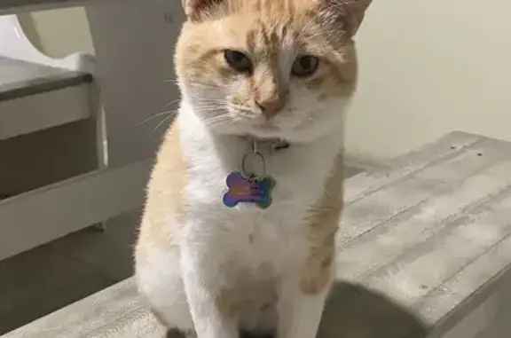 Missing cat , photo: Lost Orange Cat: Friendly but Shy in TX
