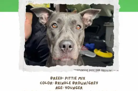 Sweet Brindle Pittie Mix Found...