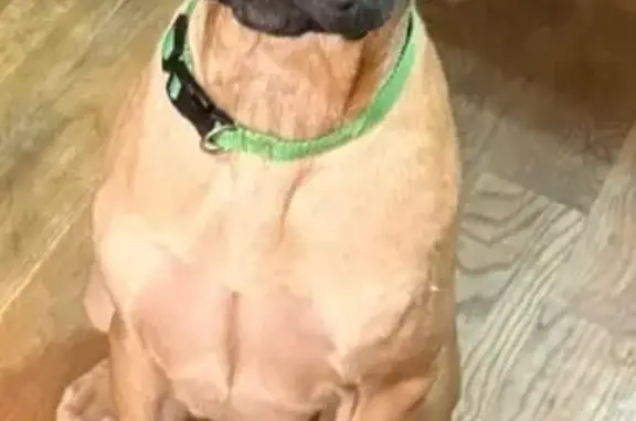 Lost Tan Dog: Green Collar, Rome Area