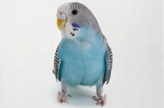 Lost and found pets Groton Long Point, photo: Lost Male Parakeet on Mill Street, Groton