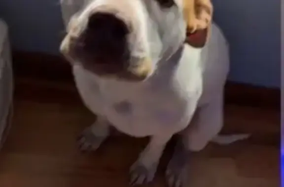 Lost Pit Bull: White & Tan on Fallen Rock