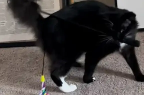 Lost Cat: Puffy Tail & White Whiskers