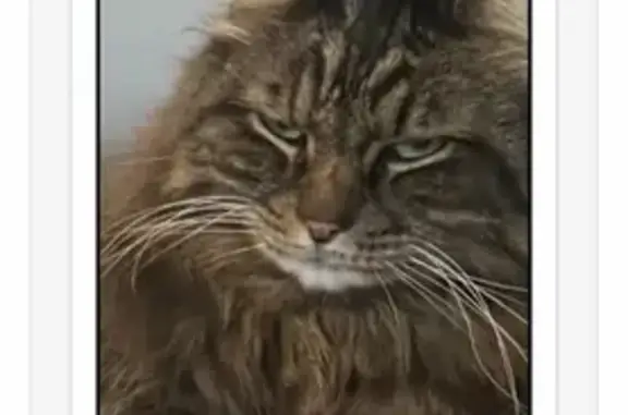 Help Find Oliver: Beloved Outdoor Cat