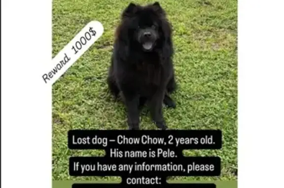 Help Find Lost Black Chow Chow in Hollywood