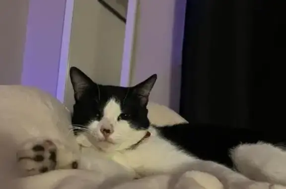 Lost Cat: Black & White with Red Bandana