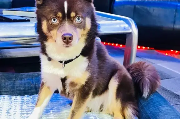 Lost Dog: Banjo, Blue-Eyed in Fox Lake