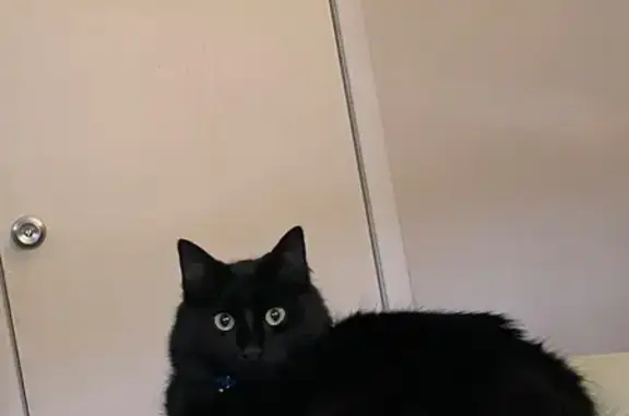 Lost: Friendly Black Cat Binx in Lenexa