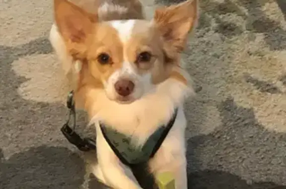 Missing dog Carmel, photo: Lost Chihuahua: Teal Harness, Carmel