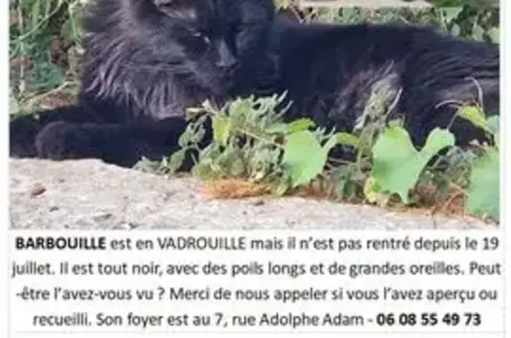 Chat Maine Coon noir perdu à Perpignan - photo